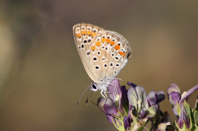 Tutti Polyommatus icarus M e F ???